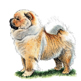 Chow Chow illustration