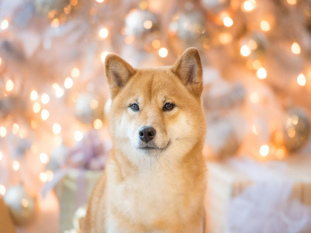 Dog sat in front of Christmas tree with lights