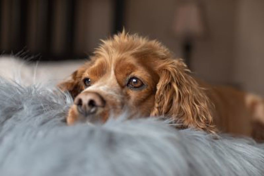 Dog, resting
