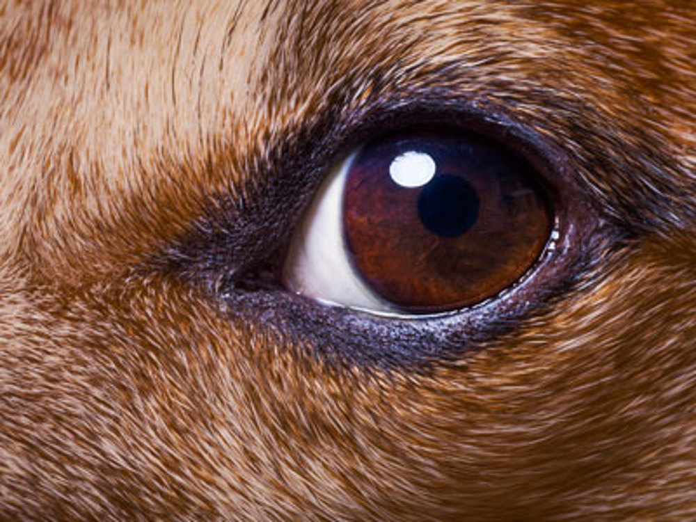 Brown eye