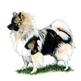 German Spitz (Klein) illustration