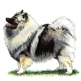 Keeshond illustration