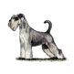 Miniature Schnauzer illustration