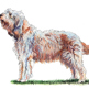 Otterhound illustration