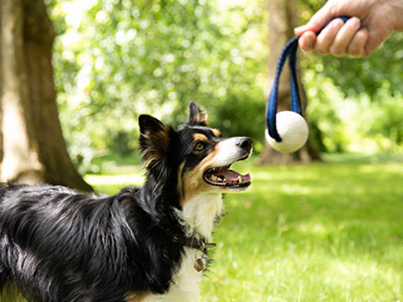 Dog looking at a ball