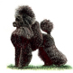 Poodle (Toy) illustration
