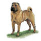 Shar Pei illustration