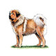 Tibetan Mastiff illustration